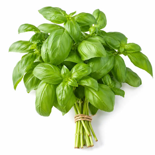 Basil