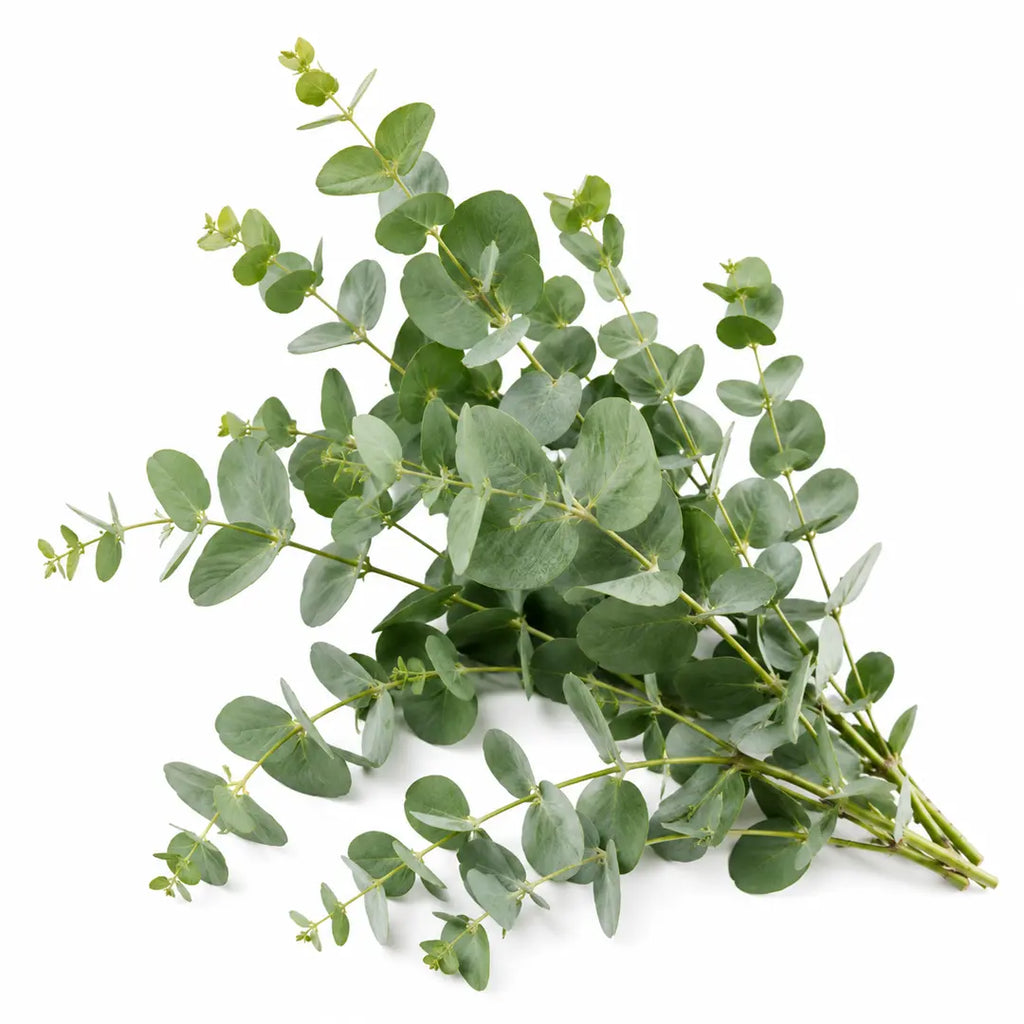 Natural Remedies for Brain Fog and Fatigue