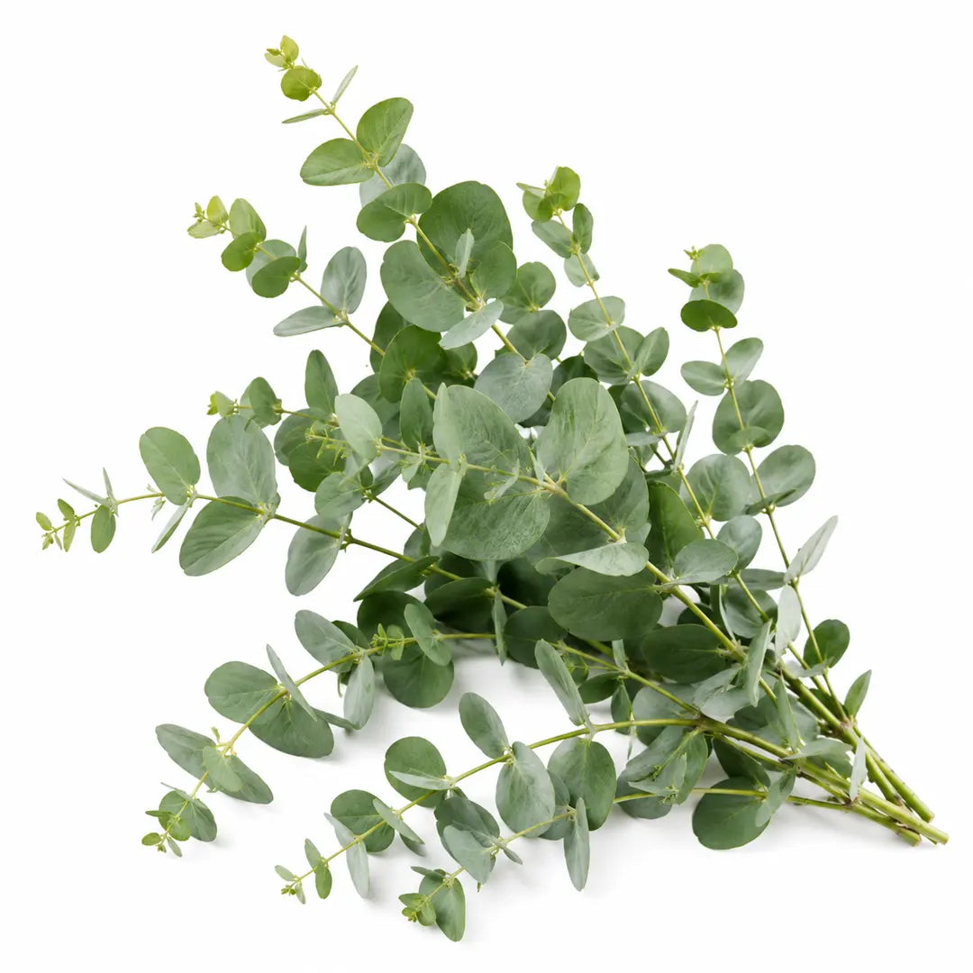 Natural Remedies for Brain Fog and Fatigue