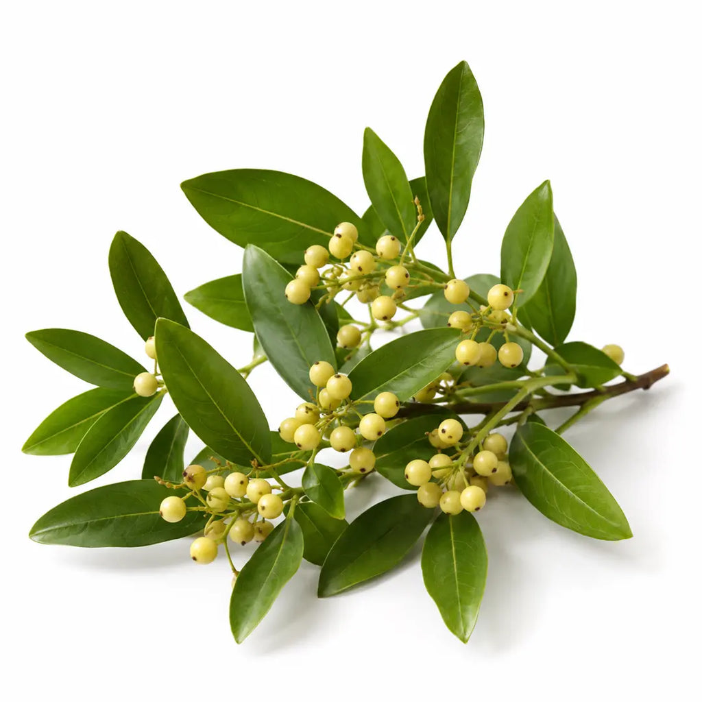Looking for Natural Energy Boosters?