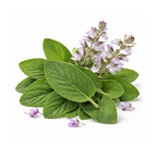 clary sage essential oil product with natural plant extract