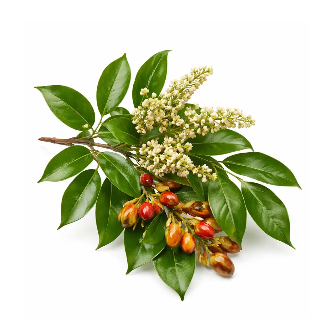 copaiba essential oil
