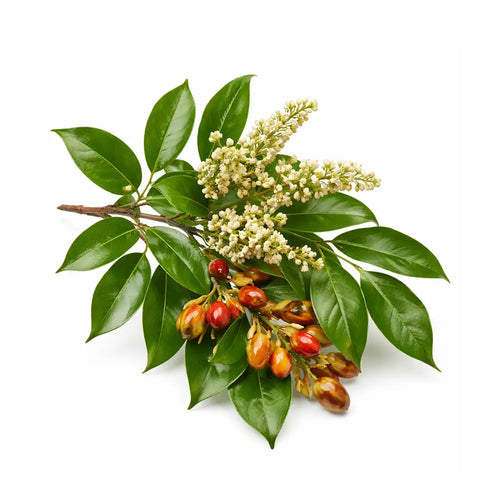 copaiba essential oil