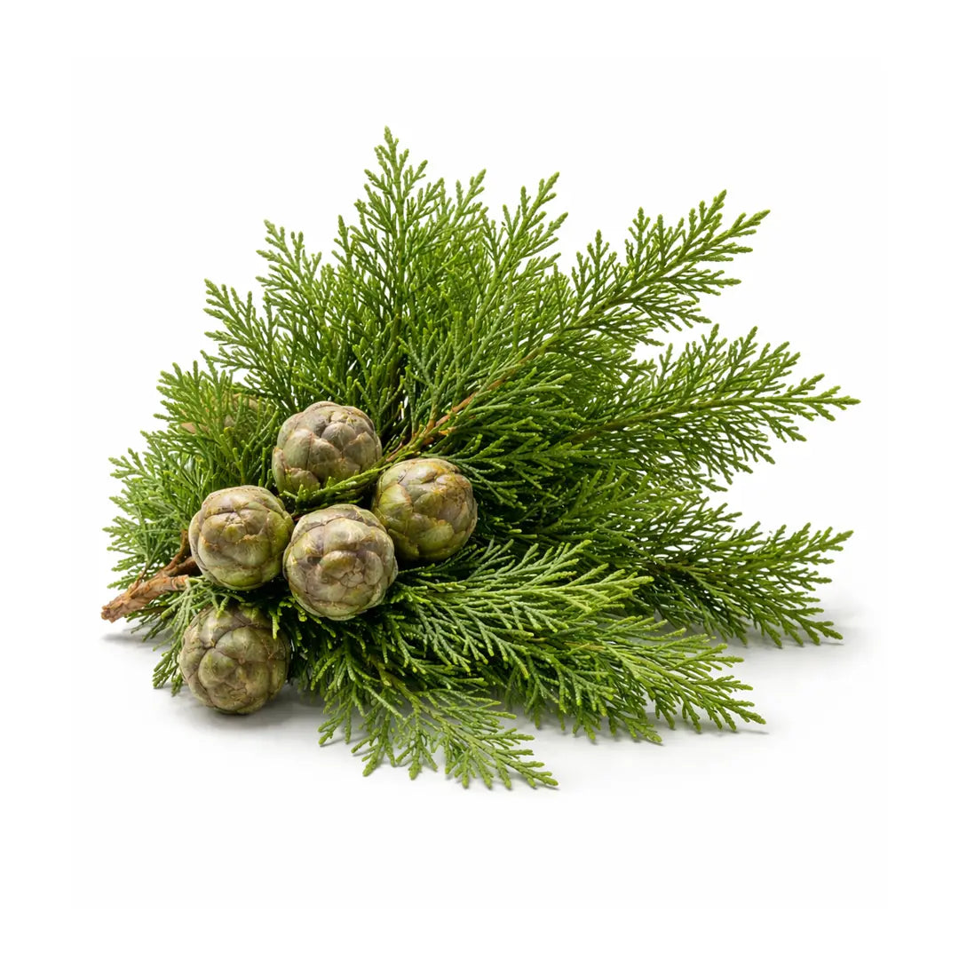 cypress essential oil
