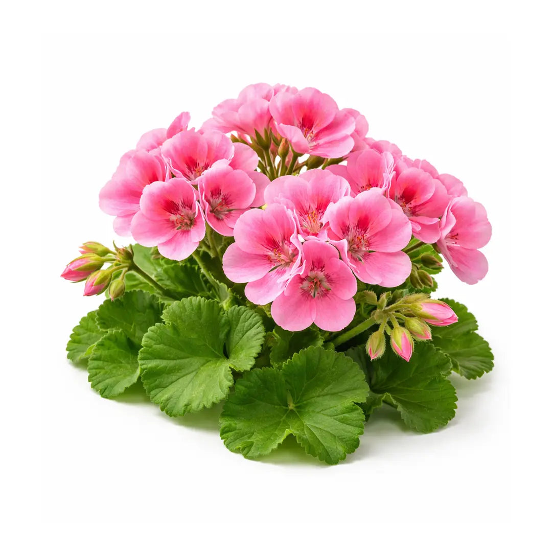 pure geranium oil for glowing skin and natural fragrance