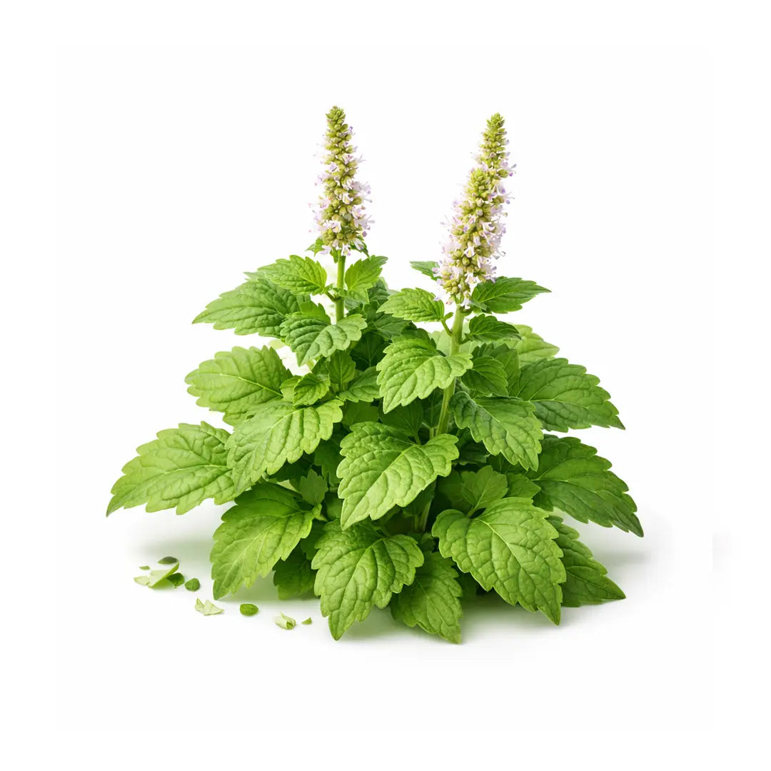 patchouli essential oil