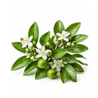 petitgrain oil for skin