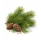 pine oil for breathing