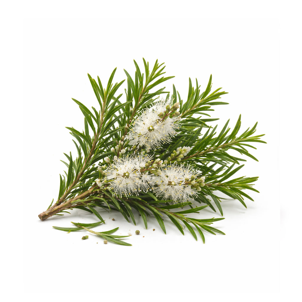 tea tree oil for acne