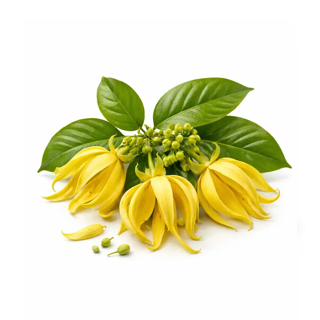 organic ylang ylang oil